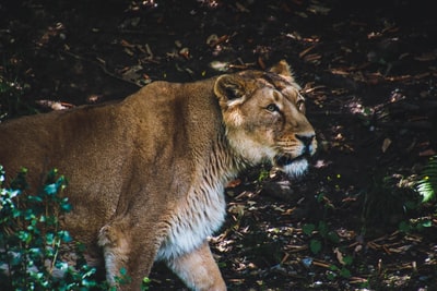 The grass on the white tiger in brown
